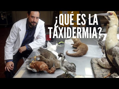 Video: ¿Es taxidermia una palabra?