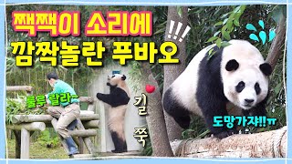 [ep.182] 푸바오 삐짐!! 짹짹이 소리에 놀라 도망가다 쿵!하고 넘어졌대요🐧💕(입이 삐죽삐죽💦)/ 이제 밥도 번갈아 드시는 롱다리 뚠빵이🐾/ 에버랜드 판다월드