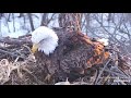 Decorah Eagles,  First Egg Laid 2/26/20