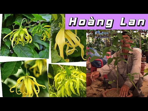 Video: Hoàng lan: ảnh, chăm sóc tại nhà