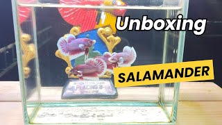 Unboxing Hmpk Salamander Butterfly