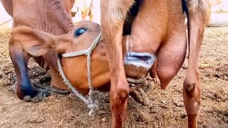 What A Calf Drinking Goat Milk