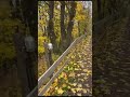 sonbahar, kızıl kahve ve sarı #sonbahar #autumn #mevsim #spiring #season #orman #foryou #forest