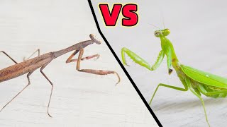 斷臂大俠楊過 VS 棕靜螳螂！Broken Arm Mantis VS Another Mantis