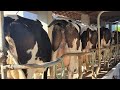 ô queridinho de vocês , um curral de vacas leiteiras em Itaiba PE  30/05/2023