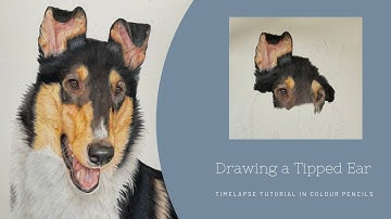 How to Draw a tipped dogs ear in colour pencil | Time-lapse Tutorial