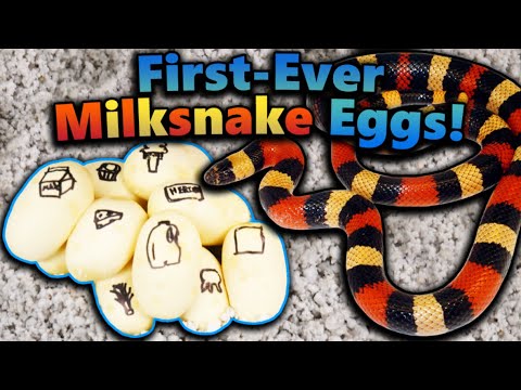 Video: When do snakes lay eggs? Already: types, description, behavior