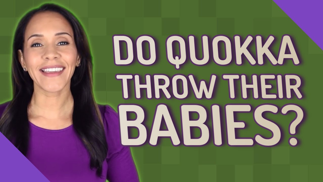 Do Quokka throw their babies? YouTube