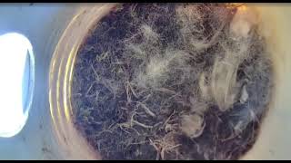 Ostdrossel bestbox cam - April 27 2026 - Chickadee nest