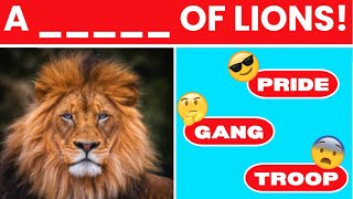 GUESS THE NAME FOR GROUPS OF ANIMALS! ANIMAL QUIZ!