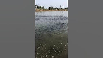 cá trê vàng (Clarias macrocephalus)