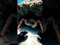 Giant Crab Everywhere 😱 I Found a Huge One Underwater (POV 4K)