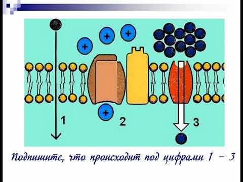 Лабораторная работа Явление плазмолиза и деплазмолиза