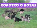 Коротко о козах