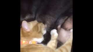 Merenda The Dog Breastfeeding Bobo The Cat Merenda The Dog Breastfeeding Bobo The Cat