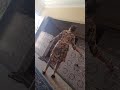جديد شطيح شعبي منزلي جديد شطيح شعبي منزلي