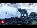Wolf caught-on-camera displaying never-before-seen behavior as it ‘uses tools’