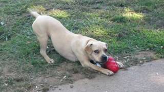 Buttercup (for adoption) Sacramento, CA