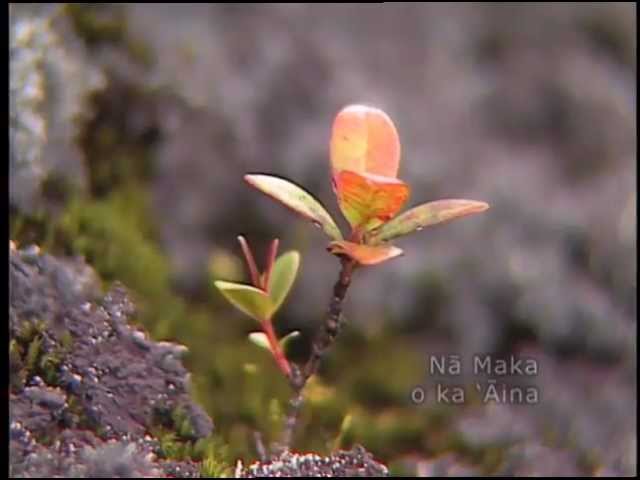 Geothermal Expansion on Hawaii Island Sparks Debate Over Cultural Desecration and Environmental Risks