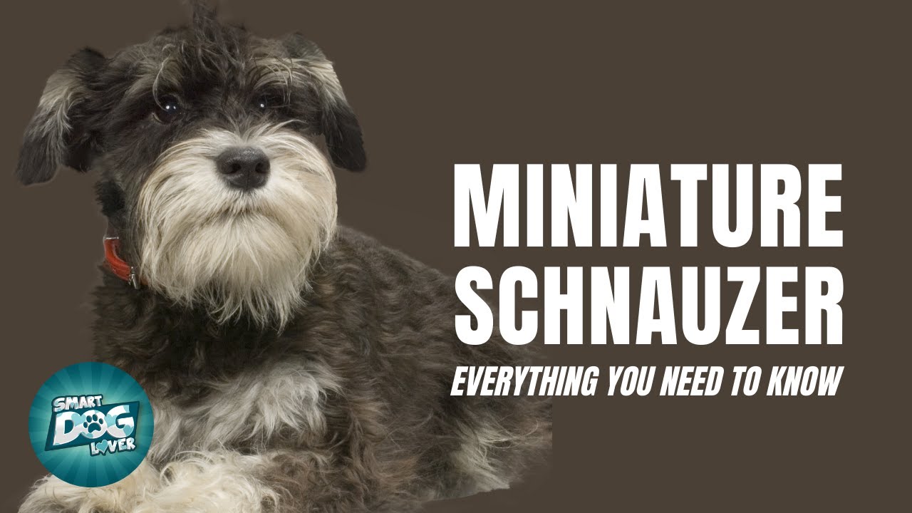 Miniature Schnauzer Dog Breed Guide Dogs 101 Miniature Schnauzer