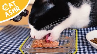 ASMRA cat licking a plate with a delicious food【Eating sound】