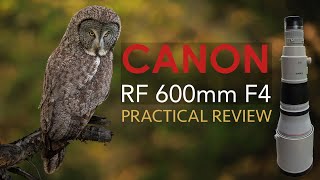 I sold my 400mm f/2.8 lens for a 600mm f/4 for Wildlife (Canon RF 600mm F4 Review)