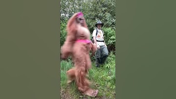 Perfectly good hiked ruined ☺️ @OfficialRickyPond #bigfoot #sasquatch #pnw #shorts