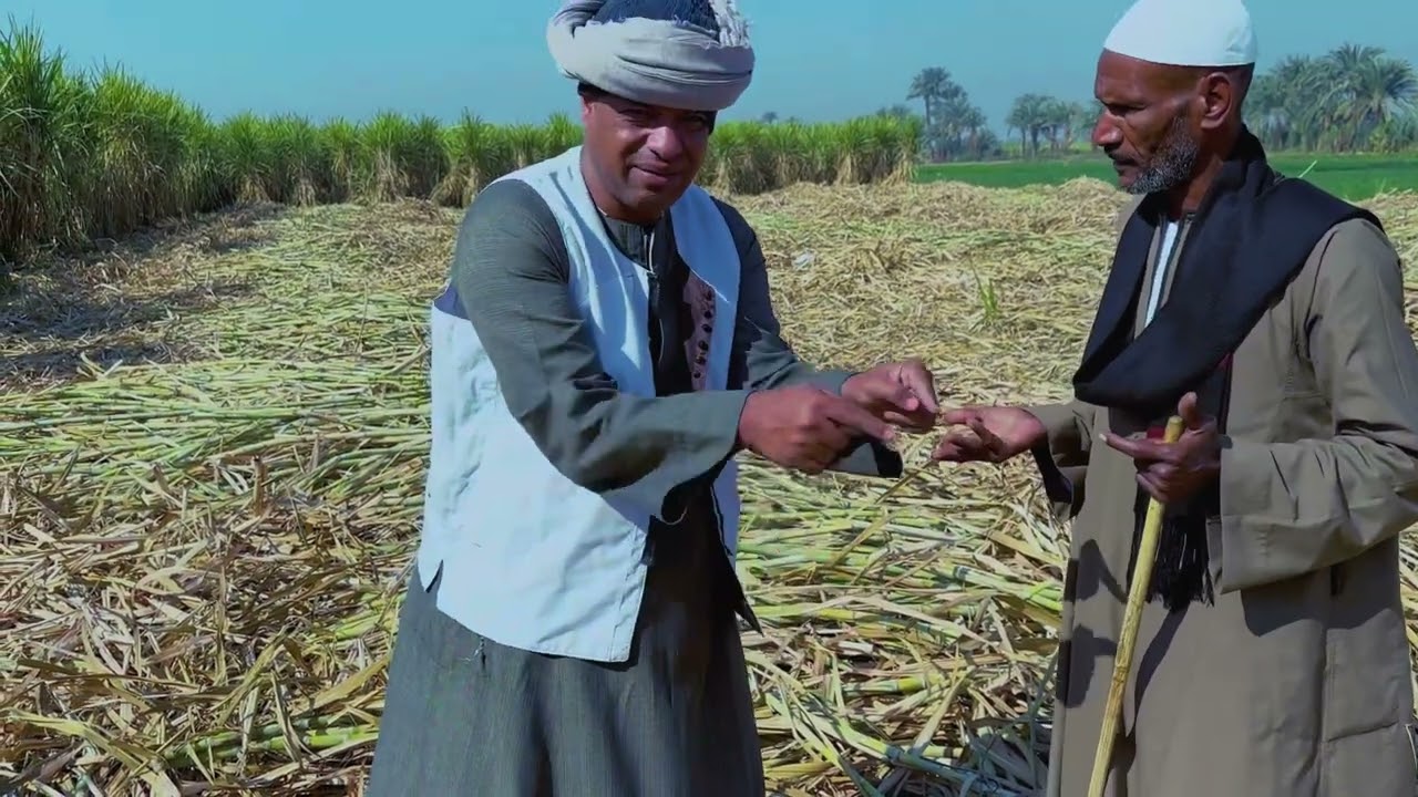 الحاج الضوى بياكل مش وقفش عبدالناصر بياكل عكاوي طحنه ضرب😂😂😂