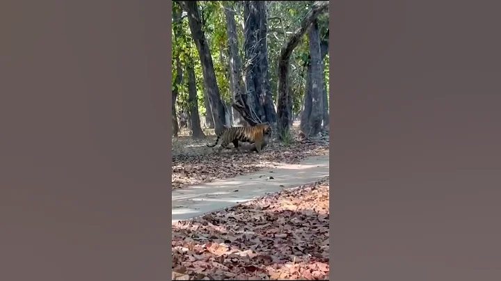 Video 9963171: tiger forest cat, cat forest wildlife, forest cat animals