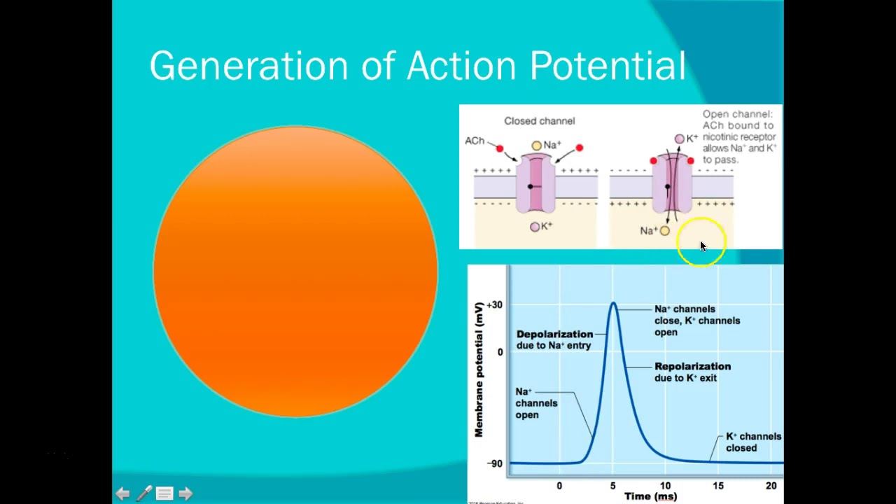 Ch 9 What the heck is an action potential - YouTube