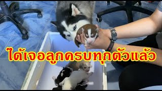 วางแผนขโมยลูก6ตัวมาให้ข้าวจ้าว