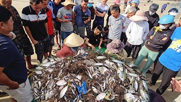 QUÁ SƯỚNG Ngư Dân Kéo Trúng Mẻ Cá Lớn - Cận Cảnh Kéo Cá Của Bà Con Mân Thái ở Biển Đà Nẫng