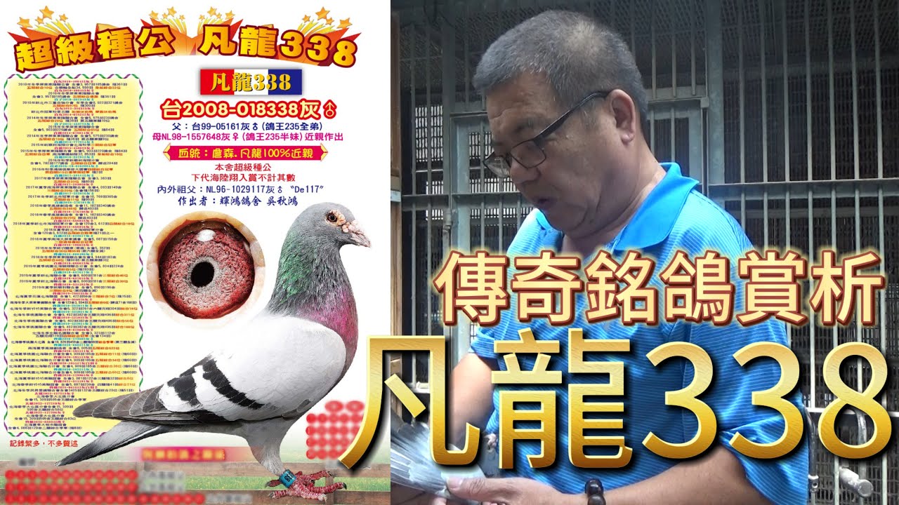 傳奇銘鴿現身！凡龍338構造特性、血統成績一次了解 #輝鴻鴿舍 #吳秋鴻 #恩宇家族 #凡龍 #喬治波里 #賽鴿 #強豪 #種鴿 #黃金配對 #大北區  #新順利 #2100賽鴿王