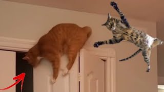 FUNNY CAT MEMES COMPILATION OF 2022 Part 56 | FUNNY CAT MEMES  CLEAN 2022 | Funny Videos 2022 by Animal Society 3 views 1 year ago 4 minutes, 11 seconds