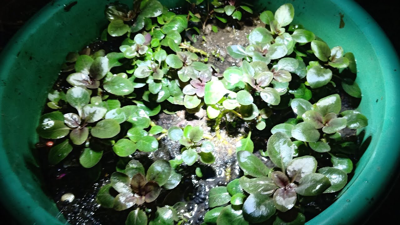 LOBELIA CARDINALIS EXPLOSION 