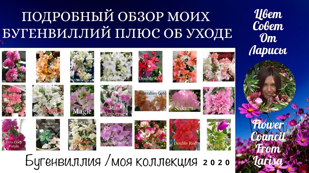 БУГЕНВИЛЛИЯ ПОДРОБНЫЙ ОБЗОР МОИХ СОРТОВ | УХОД ДОМА 4К
