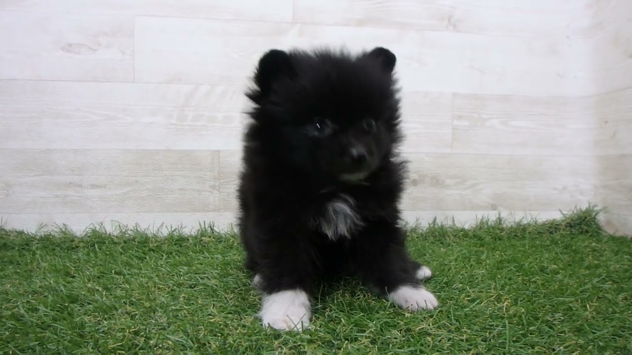 Coo&RIKU No.00738886 ポメラニアン - YouTube