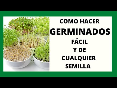 Video: Cómo Germinar Avena