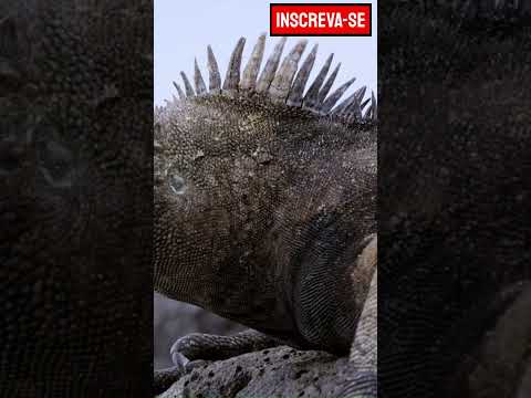 Ilhas Galápagos |
