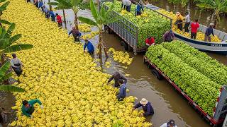 Download Lagu The World’s Most Harvested Fruits 💥 30 Insane Fruit Harvests You Have to See to Believe MP3 Download Lagu The World’s Most Harvested Fruits 💥 30 Insane Fruit Harvests You Have to See to Believe MP3