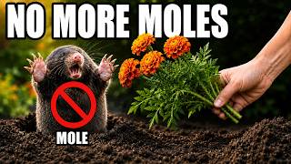 7 Plants Moles ABOSOLUTELY HATE (Plant These Around Your House)