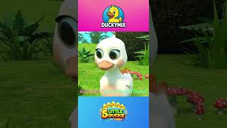 [ 1 MINUTE LOOP ] 🦆 5 Little Ducks Sound Variations 🎶 || Several Versions | Duckymix Kids TV
