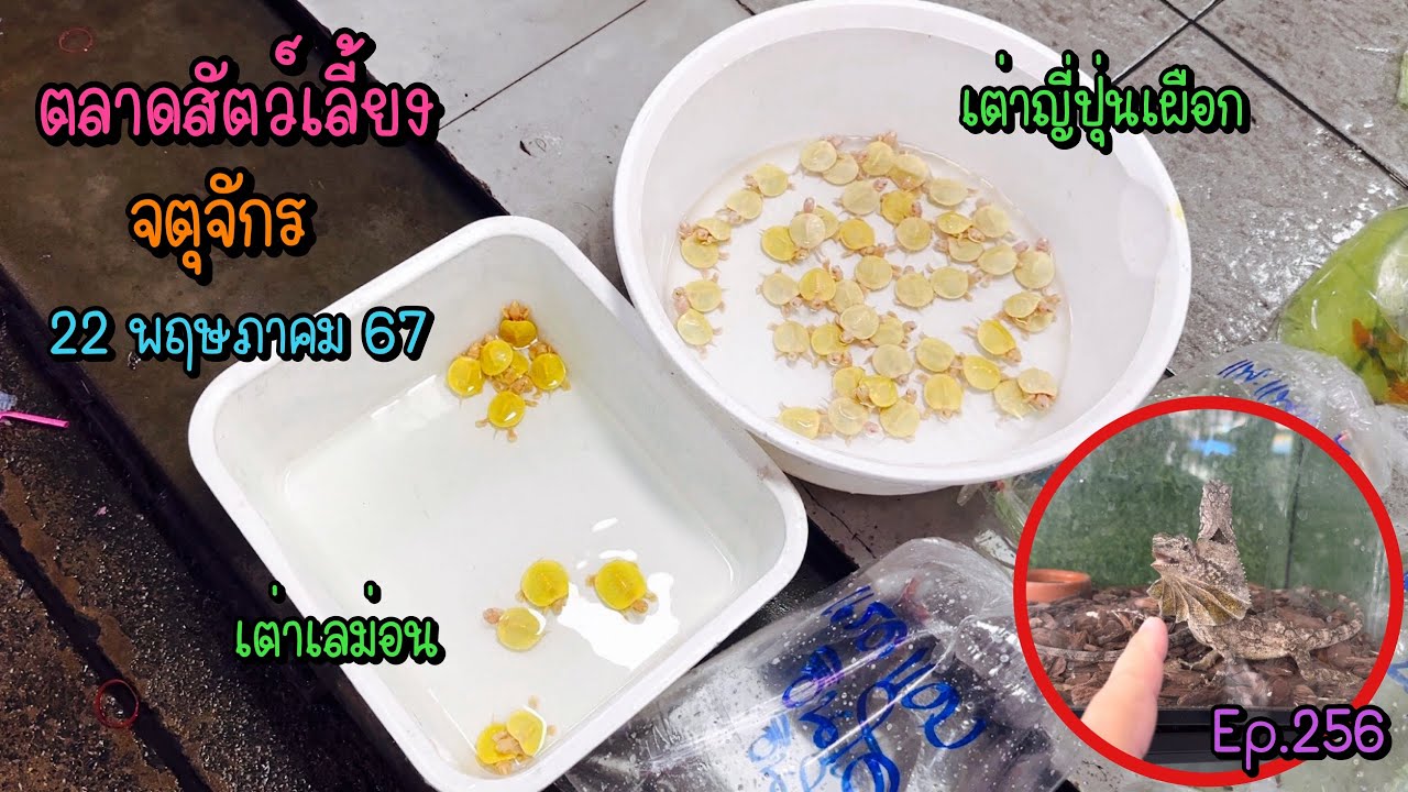 Zing’s Day l ตะลุยสัตว์เลี้ยงจตุจักร 22 พฤษภาคม 67 (Ep.256)