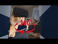 VRで猫ミームを体験してみた『猫ミーム』【360度動画】#memes