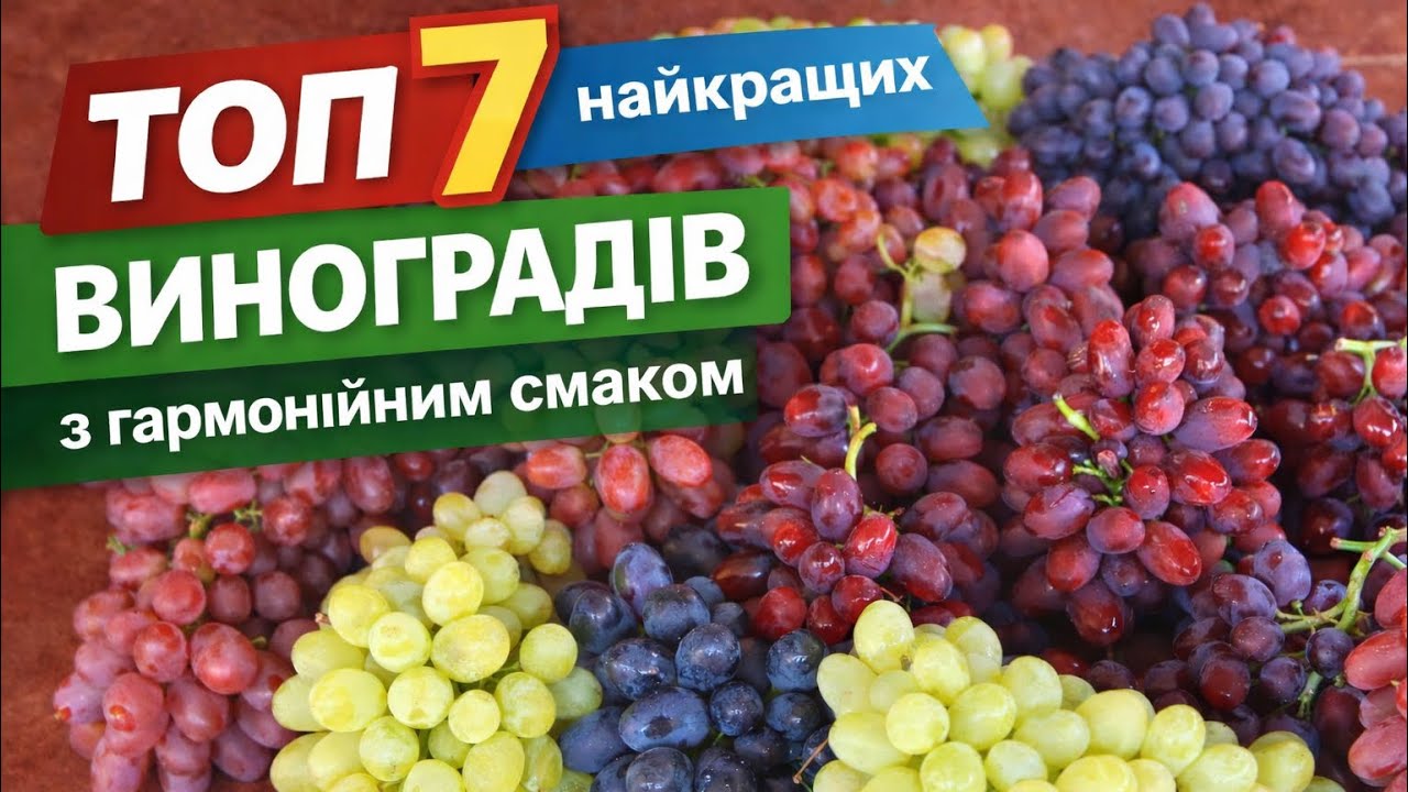 «Топ 7»найкращих  виноградів з гармонійним смаком 2025