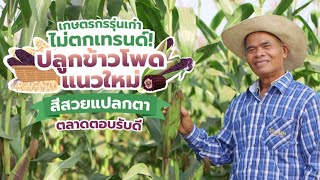 เคล็ดลับการปลูก”ข้าวโพดข้าวเหนียว”ของคุณลุงสมหมาย ให้ผลผลิตสูง คุณภาพดี ตอบโจทย์ตลาด!