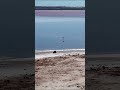 Розовое озеро Торревьехи в Испании — Laguna Salada de Torrevieja и фламинго