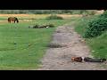 Codzienne życie Na Polskiej Wsi W 1978 79 Roku Błonie Poniatowo Treblinka HD AI Upscaled Codzienne życie Na Polskiej Wsi W 1978 79 Roku Błonie Poniatowo Treblinka HD AI Upscaled