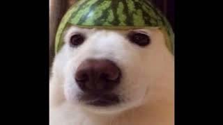 Masdo- Miss Flower Learns To Twist [SPED UP]