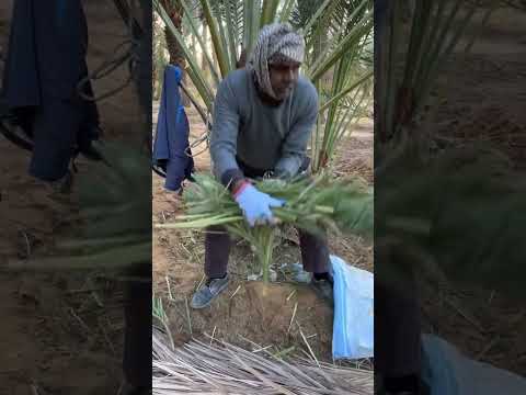 كومار افتح مويه الحين